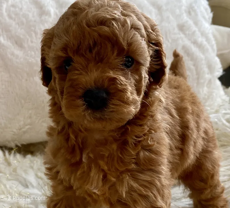 Nora – Maltipoo, Poodle - Toy  puppy for sale in Tampa, FL