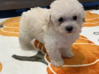 Lily, a female Maltipoo and Poodle - Toy  for sale in Tampa, FL – 4 of 10