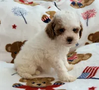 Nattie , a female Maltipoo and Poodle - Toy  for sale in Tampa, FL – 8 of 9