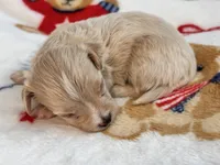 Ziggy , a male Maltipoo and Poodle - Toy  for sale in Tampa, FL – 3 of 10