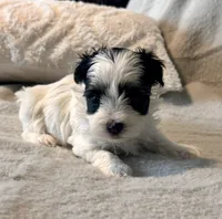 Toby Parti, a male Yorkshire Terrier for sale in Tampa, FL – 2 of 10