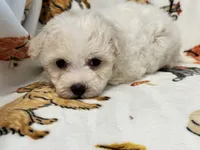 Simba , a male Maltipoo and Poodle - Toy  for sale in Tampa, FL – 5 of 10