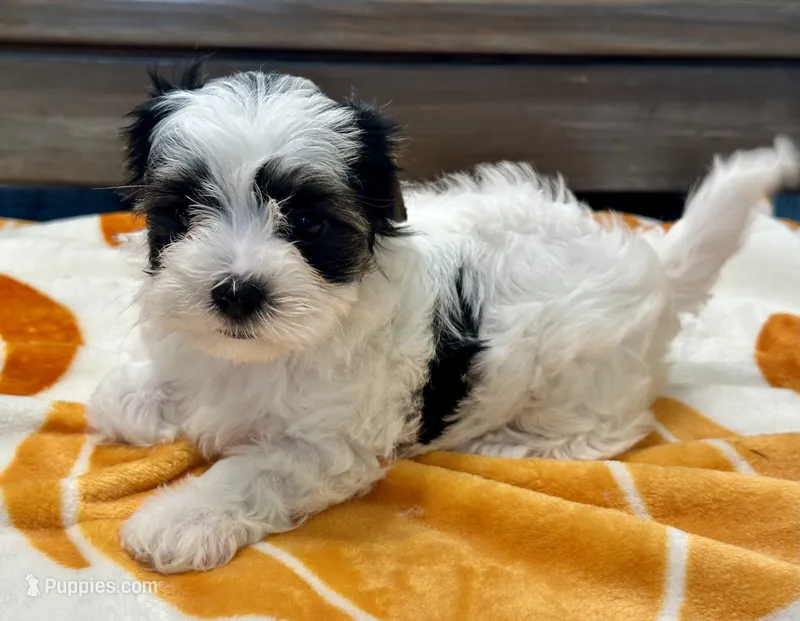 Toby Parti – Yorkshire Terrier puppy for sale in Tampa, FL