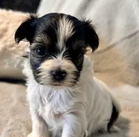 Bella  Parti, a male Yorkshire Terrier for sale in Tampa, FL – 7 of 10