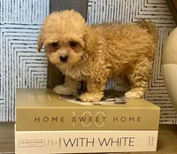 Bailey tiny, a male Maltipoo and Poodle - Toy  for sale in Tampa, FL – 7 of 10