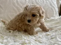 Bruno, a male Maltipoo and Poodle - Toy  for sale in Tampa, FL – 10 of 10