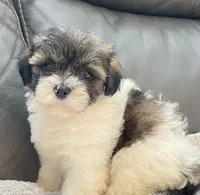 LuLu TeddyBear , a female Maltipoo and Mal Shi for sale in Tampa, FL – Photo 1 of 10