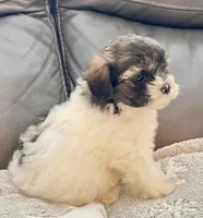 LuLu TeddyBear , a female Maltipoo and Mal Shi for sale in Tampa, FL – Photo 3 of 10