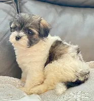 LuLu TeddyBear , a female Maltipoo and Mal Shi for sale in Tampa, FL – Photo 7 of 10