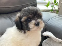 LuLu TeddyBear , a female Maltipoo and Mal Shi for sale in Tampa, FL – Photo 10 of 10