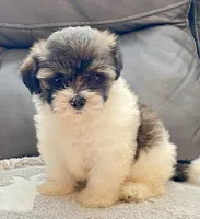 LuLu TeddyBear , a female Maltipoo and Mal Shi for sale in Tampa, FL – Photo 6 of 10