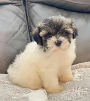 LuLu TeddyBear , a female Maltipoo and Mal Shi for sale in Tampa, FL – Photo 2 of 10