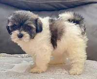 LuLu TeddyBear , a female Maltipoo and Mal Shi for sale in Tampa, FL – Photo 5 of 10