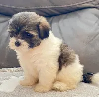 LuLu TeddyBear , a female Maltipoo and Mal Shi for sale in Tampa, FL – Photo 8 of 10