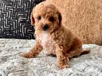 Fendi Tiny , a female Maltipoo and Poodle - Toy  for sale in Tampa, FL – 6 of 10
