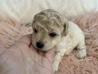 Happy, a female Maltipoo and Poodle - Toy  for sale in Tampa, FL – Photo 3 of 9