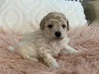 Happy, a female Maltipoo and Poodle - Toy  for sale in Tampa, FL – Photo 6 of 9