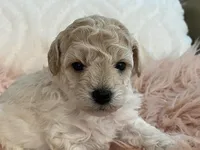 Happy, a female Maltipoo and Poodle - Toy  for sale in Tampa, FL – Photo 5 of 9