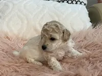 Happy, a female Maltipoo and Poodle - Toy  for sale in Tampa, FL – Photo 8 of 9