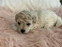 Happy, a female Maltipoo and Poodle - Toy  for sale in Tampa, FL – Photo 7 of 9