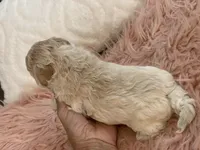 Happy, a female Maltipoo and Poodle - Toy  for sale in Tampa, FL – Photo 9 of 9