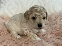 Happy, a female Maltipoo and Poodle - Toy  for sale in Tampa, FL – Photo 2 of 9