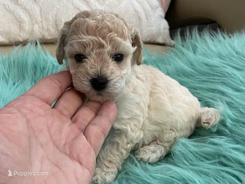 Happy – Maltipoo, Poodle - Toy  puppy for sale in Tampa, FL