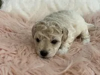 Happy, a female Maltipoo and Poodle - Toy  for sale in Tampa, FL – Photo 4 of 9