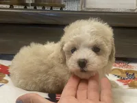 Belshy, a female Maltipoo and Poodle - Toy  for sale in Tampa, FL – 9 of 10