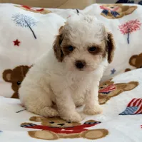 Nattie , a female Maltipoo and Poodle - Toy  for sale in Tampa, FL – 3 of 9