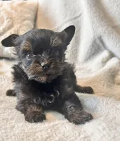 Lola  Tiny, a female Yorkshire Terrier for sale in Tampa, FL – 3 of 10