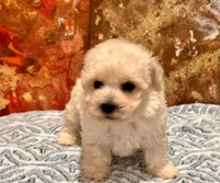 Gizmo, a male Maltipoo and Poodle - Toy  for sale in Tampa, FL – 7 of 10