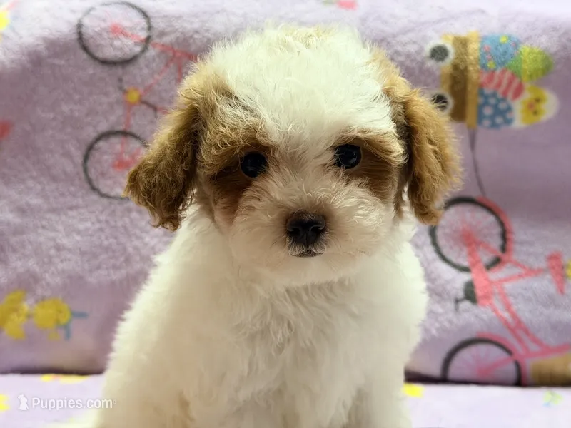 Mattie  – Maltipoo, Poodle - Toy  puppy for sale in Tampa, FL