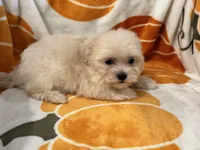 Charlie, a male Maltipoo and Poodle - Toy  for sale in Tampa, FL – 6 of 10
