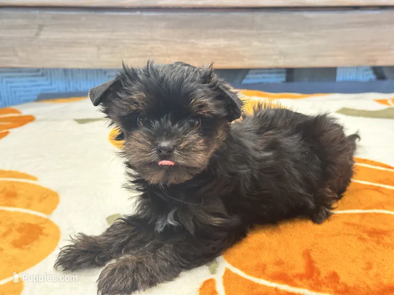 Lola  Tiny – Yorkshire Terrier puppy for sale in Tampa, FL