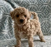 Tillie , a female Maltipoo and Poodle - Toy  for sale in Tampa, FL – 3 of 7