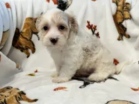 Liam, a male Maltipoo and Poodle - Toy  for sale in Tampa, FL – 8 of 9