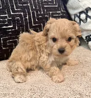 Bella , a female Maltipoo and Poodle - Toy  for sale in Tampa, FL – 3 of 10