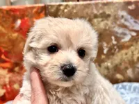Molly , a female Maltipoo and Poodle - Toy  for sale in Tampa, FL – 6 of 9