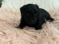 Flash, a female Maltipoo and Poodle - Toy  for sale in Tampa, FL – Photo 9 of 9