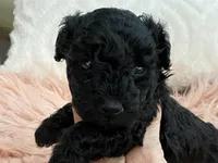Flash, a female Maltipoo and Poodle - Toy  for sale in Tampa, FL – Photo 6 of 9