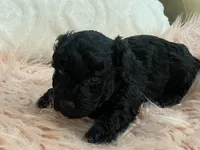 Flash, a female Maltipoo and Poodle - Toy  for sale in Tampa, FL – Photo 4 of 9