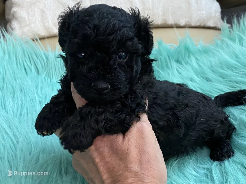 Flash – Maltipoo, Poodle - Toy  puppy for sale in Tampa, FL