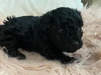 Flash, a female Maltipoo and Poodle - Toy  for sale in Tampa, FL – Photo 5 of 9