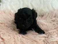 Flash, a female Maltipoo and Poodle - Toy  for sale in Tampa, FL – Photo 2 of 9