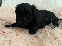 Flash, a female Maltipoo and Poodle - Toy  for sale in Tampa, FL – Photo 7 of 9