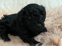 Flash, a female Maltipoo and Poodle - Toy  for sale in Tampa, FL – Photo 3 of 9