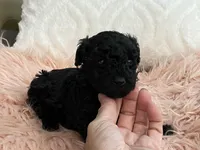 Flash, a female Maltipoo and Poodle - Toy  for sale in Tampa, FL – Photo 8 of 9