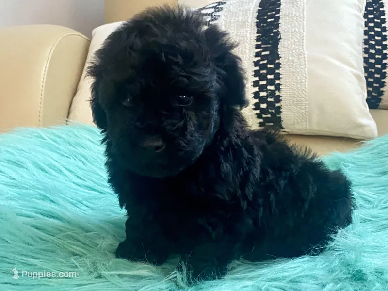 Flash – Maltipoo, Poodle - Toy  puppy for sale in Tampa, FL