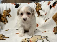 Liam, a male Maltipoo and Poodle - Toy  for sale in Tampa, FL – 5 of 9